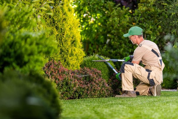 Shoemaker's Landscaping Shrub Maintenance